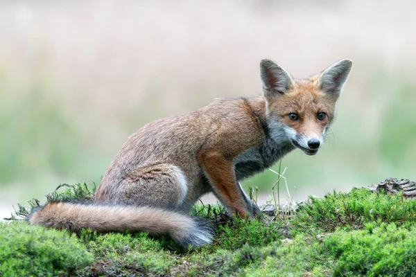 Krásná Červená Liška Vulpes Vulpes Přírodním Prostředí Lese Noord Brabant — Stock fotografie