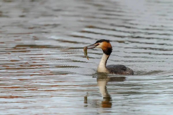 Great Crested Grebe Podiceps Cristatus Caught Fish Prey Beak Colorful — Stock Photo, Image