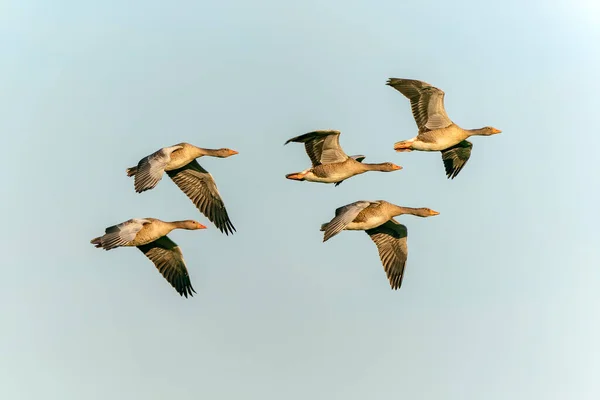 Greylag Goose Anser Anser Voo Gelderland Países Bajos — Fotografia de Stock