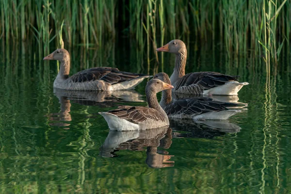 Grupo Greylag Goose Anser Anser Lago Güeldres Los Países Bajos — Foto de Stock