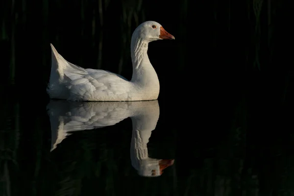 White Goose Swims Lake Gelderland Netherlands Perfect Reflection — 图库照片