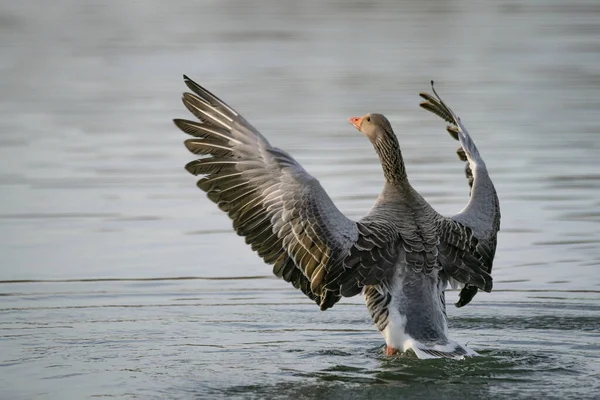 Greylag Goose Anser Anser Chasing Another Male Goose Territorial Display — Stock fotografie