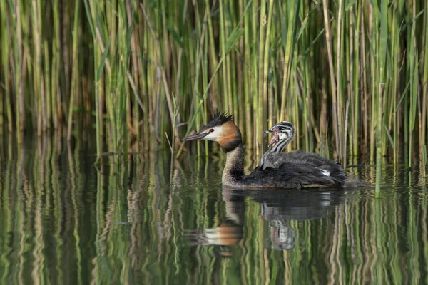 Great Crested Grebe Waterbird Podiceps Cristatus Juvenile His Back Great — Stock Photo, Image