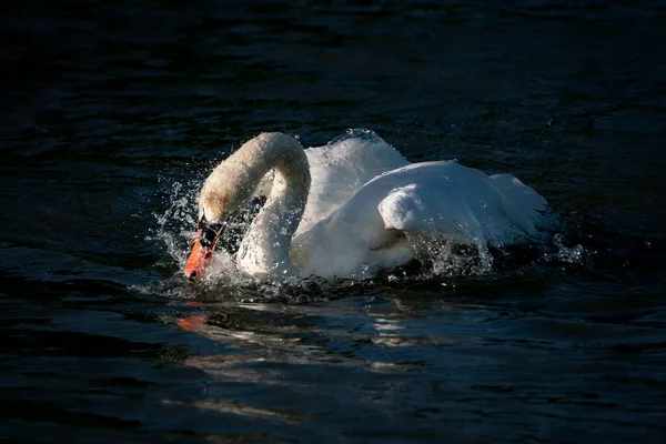 Cisne Mudo Bonito Cygnus Olor Tomando Banho Com Água Salpicante — Fotografia de Stock