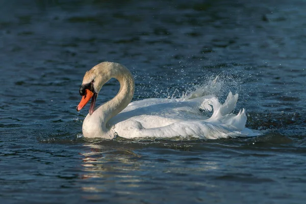 Cisne Mudo Bonito Cygnus Olor Tomando Banho Com Água Salpicante — Fotografia de Stock