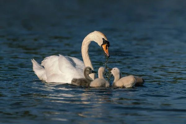 Mãe Cisne Mudo Cygnus Olor Alimentar Seus Filhotes Filhotes Gelderland — Fotografia de Stock