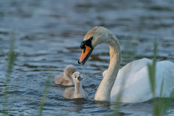Mãe Cisne Mudo Cygnus Olor Alimentar Seus Filhotes Filhotes Gelderland — Fotografia de Stock