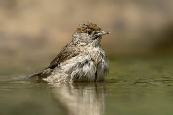 Gyakori Vörösálsügér Phoenicurus Phoenicurus Hollandiai Noord Brabant Erdejében — Stock Fotó