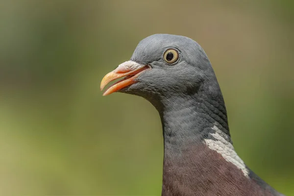 Potret Pigeon Kayu Bersama Columba Palumbus Hutan Overijssel Belanda Lucu — Stok Foto