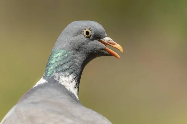 Portræt Fælles Trædue Columba Palumbus Skoven Overijssel Holland Sjov Fugl - Stock-foto