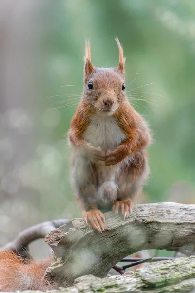 Schattige Rode Eekhoorn Sciurus Vulgaris Het Bos Van Noord Brabant — Stockfoto