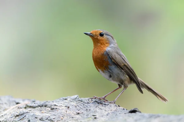 Robin Erithacus Rubecula Forest Brabant Netherlands — 스톡 사진