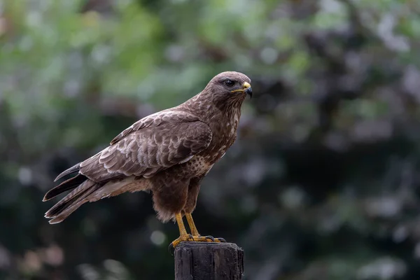 Northern Goshawk Accipiter Gentilis Een Tak Met Prooi Het Noord — Stockfoto