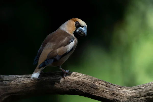 Belo Hawfinch Coccothraustes Coccothraustes Floresta Noord Brabant Nos Países Baixos — Fotografia de Stock