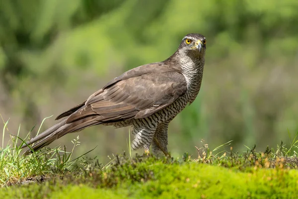 Northern Goshawk Accipiter Gentilis Υποκατάστημα Θήραμα Στο Δάσος Noord Brabant — Φωτογραφία Αρχείου