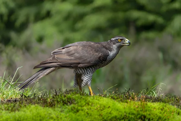 Northern Goshawk Accipiter Gentilis Υποκατάστημα Θήραμα Στο Δάσος Noord Brabant — Φωτογραφία Αρχείου