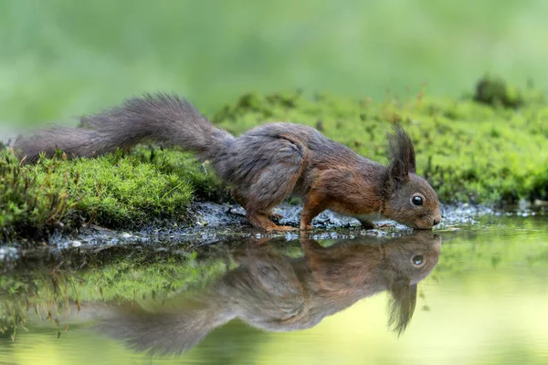 Słodka Czerwona Wiewiórka Sciurus Vulgaris Lesie Noord Brabant Holandii — Zdjęcie stockowe