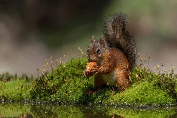 Carino Scoiattolo Rosso Sciurus Vulgaris Nella Foresta Del Brabante Del — Foto Stock