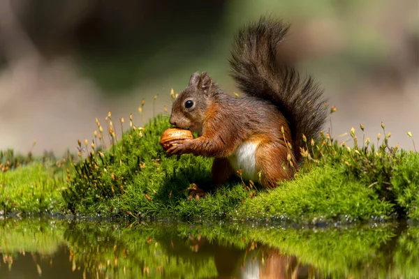 Carino Scoiattolo Rosso Sciurus Vulgaris Nella Foresta Del Brabante Del — Foto Stock