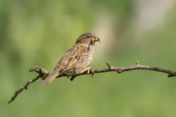 Female House Sparrow Passer Domesticus Branch Overijssel Netherlands — 스톡 사진