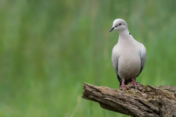 Eurasian Collared Dove Streptopelia Decaocto Branch Gelderland Netherlands Bokeh Background — Fotografia de Stock