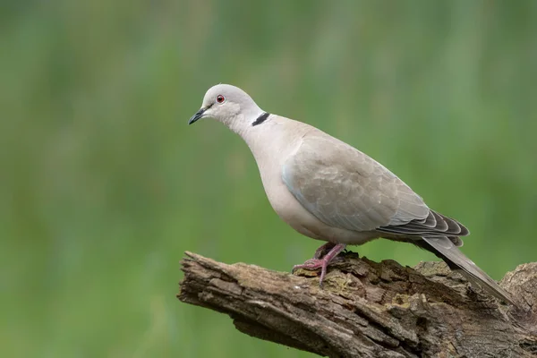 Eurasian Collared Dove Streptopelia Decaocto Branch Gelderland Netherlands Bokeh Background — Fotografia de Stock