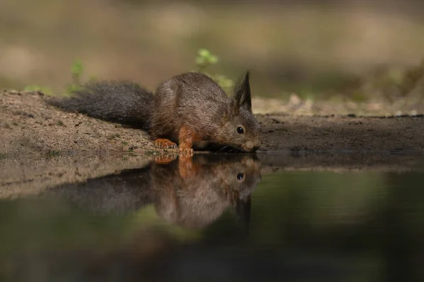 Eurasian Red Squirrel Sciurus Vulgaris Forest Noord Brabant Netherlands — Stock fotografie