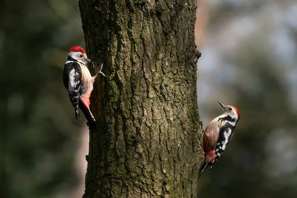 Great Spotted Woodpeckers Dendrocopos Major Forest Noord Holland Huizen Netherlands — Fotografia de Stock