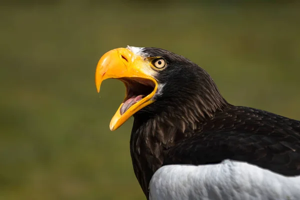 Πορτραίτο Του Θαλάσσιου Αετού Του Steller Haliaeetus Pelagicus Θαλάσσιος Αετός — Φωτογραφία Αρχείου