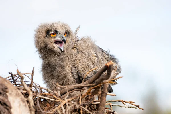 Beautiful Juvenile European Eagle Owl Bubo Bubo Nest Netherlands Wild — 스톡 사진