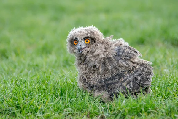 Beautiful Juvenile European Eagle Owl Bubo Bubo Wild Bird Prey — 스톡 사진