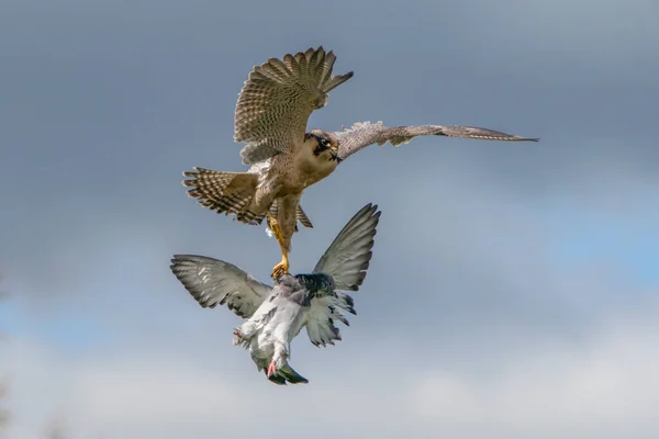 Male Common Kestrel Falco Tinnunculus Prey Gelderland Netherlands Green Bokeh — 图库照片