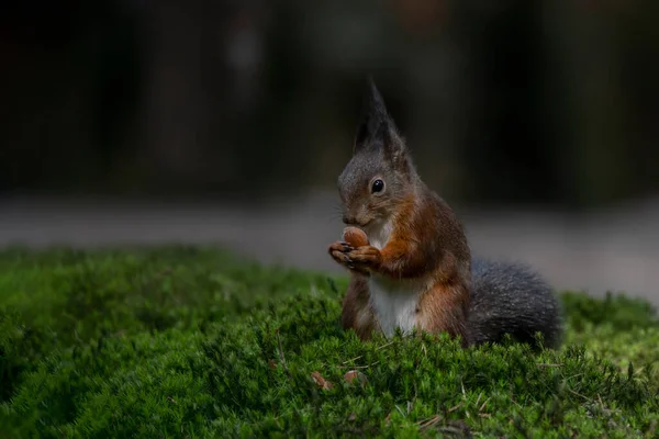 Eurasian Red Squirrel Sciurus Vulgaris Forest Noord Brabant Netherlands — Stock Photo, Image