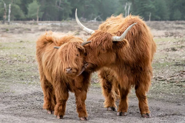 Bella Highland Mucche Bovini Bos Taurus Taurus Pascolo Campo Deelerwoud — Foto Stock