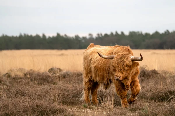 Ormandaki Güzel Dağ Sığırları Bos Taurus Taurus Hollanda Veluwe Skoç — Stok fotoğraf