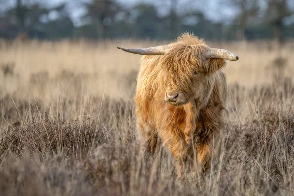 Güzel Highland Nekleri Bos Taurus Taurus Tarlada Otluyor Hollanda Deelerwoud — Stok fotoğraf