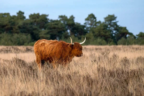 아름다운 Bos Taurus Taurus 들판에서 네덜란드 Deelerwoud 입니다 스코틀랜드의 지대이다 — 스톡 사진