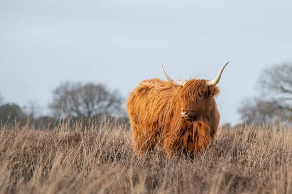 Ormandaki Güzel Dağ Sığırları Bos Taurus Taurus Hollanda Veluwe Skoç — Stok fotoğraf