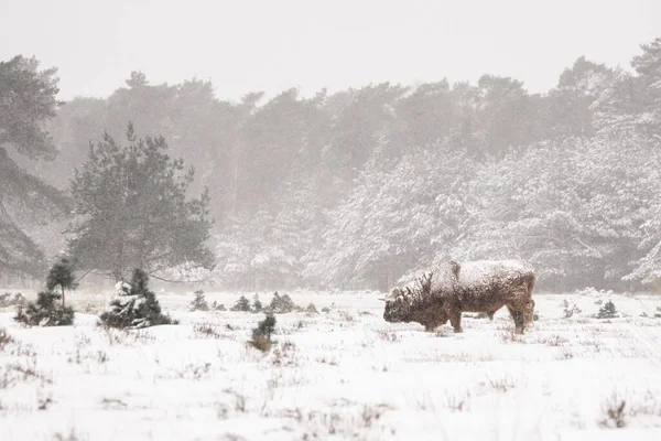 Bydło Górskie Bos Taurus Taurus Pokryte Śniegiem Lodem Deelerwoud Holandii — Zdjęcie stockowe