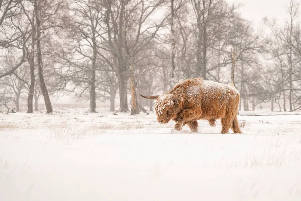 Bos Taurus 얼음으로 네덜란드 Deelerwoud 입니다 자연적으로 겨울을 스코틀랜드 사람들 — 스톡 사진