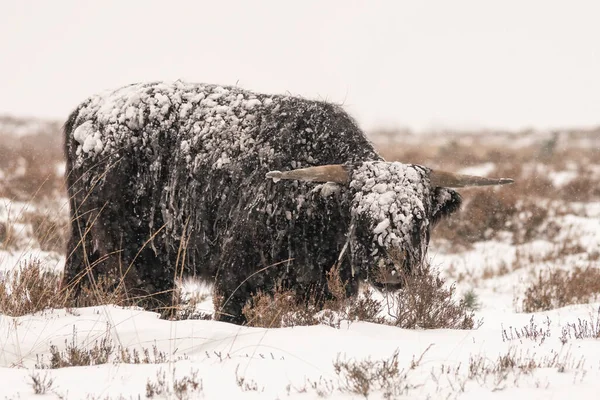 Hochlandrinder Bos Taurus Taurus Mit Schnee Und Eis Bedeckt Deelerwoud — Stockfoto