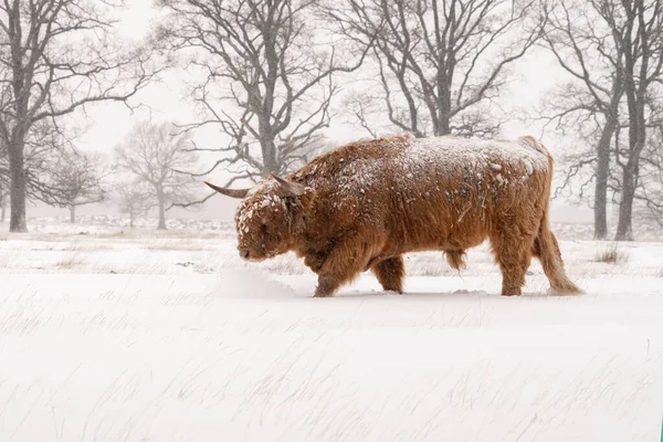 Bovins Des Highlands Bos Taurus Taurus Recouverts Neige Glace Deelerwoud — Photo