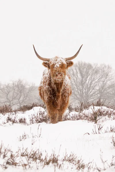 Bos Taurus 얼음으로 네덜란드 Deelerwoud 입니다 자연적으로 겨울을 스코틀랜드 사람들 — 스톡 사진