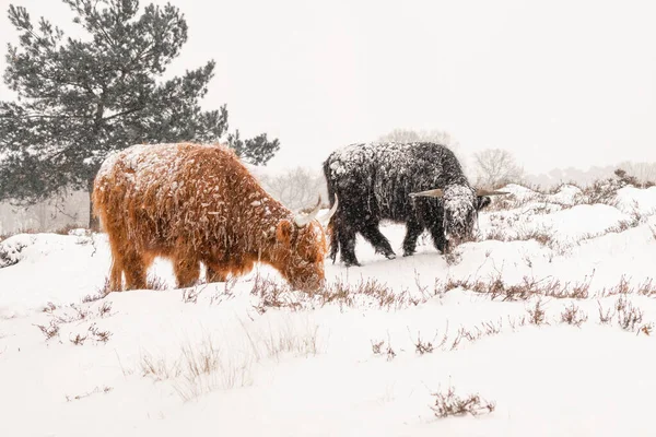 美しいハイランド牛牛 ボスタウルスタウルス フィールドで放牧 オランダの減速機 自然の風景の中にスコットランドの高地 家畜牛の長い髪のタイプ — ストック写真
