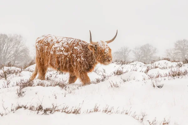 Bos Taurus 얼음으로 네덜란드 Deelerwoud 입니다 자연적으로 겨울을 스코틀랜드 사람들 — 스톡 사진