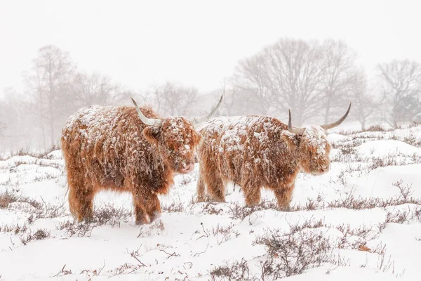 Beautiful Highland Cows cattle (Bos taurus taurus) grazing in field. Deelerwoud in the Netherlands. Scottish highlanders in a natural  landscape. A long haired type of domesticated cattle.