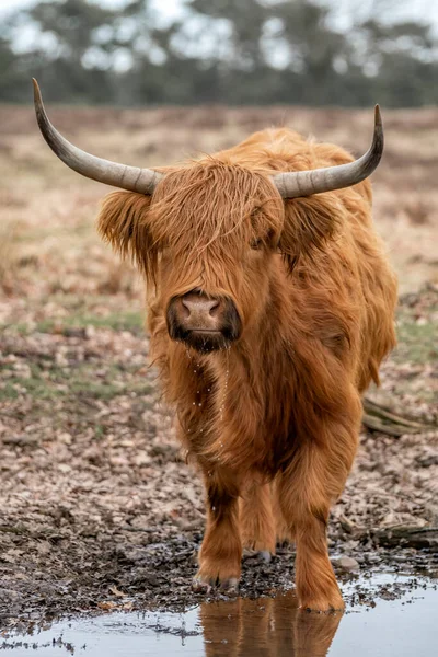Krásný Tele Bos Taurus Taurus Lese Veluwe Nizozemsku Skotští Horalé — Stock fotografie