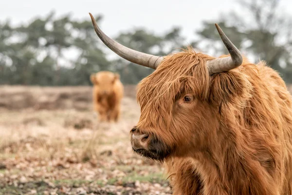 Portrét Krásného Dobytka Horských Krav Bos Taurus Taurus Pasoucího Poli — Stock fotografie