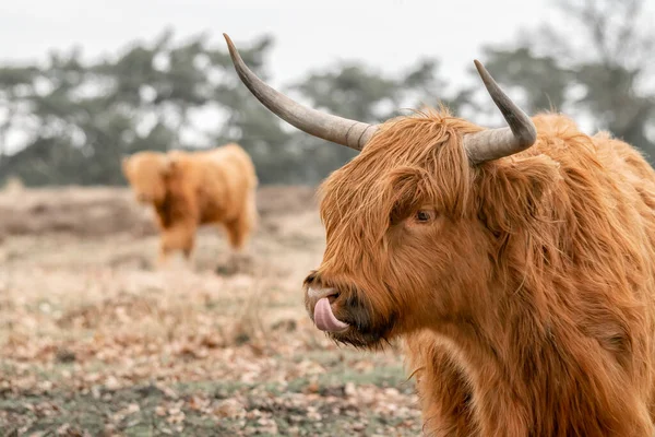 아름다운 Bos Taurus Taurus 들판에서 네덜란드 Deelerwoud 입니다 스코틀랜드의 지대이다 — 스톡 사진