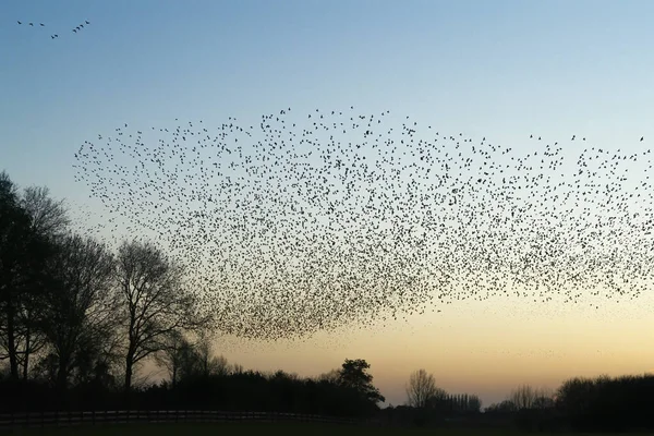 Beau Grand Troupeau Étourneaux Sturnus Vulgaris Geldermalsen Aux Pays Bas — Photo